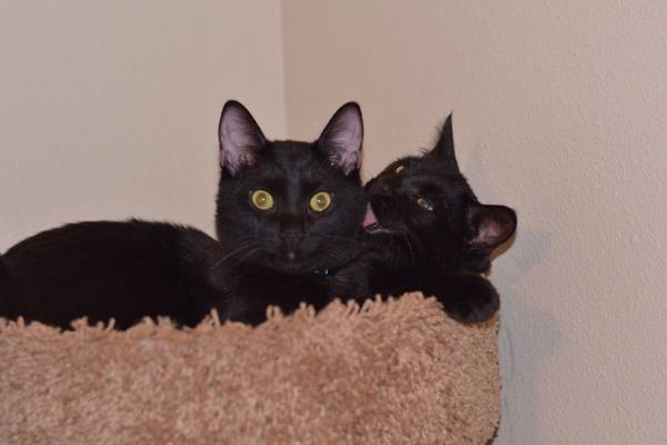 /Images/uploads/Humane Society of Utah/HSU2018/entries/4164thumb.jpg